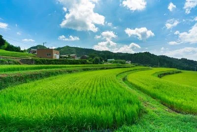 無料壁紙 緑から黄色へ。PCとデスクトップ壁紙に最適な4K高画質の無料壁紙。三重県亀山市の坂本の棚田で撮影したフリー写真素材