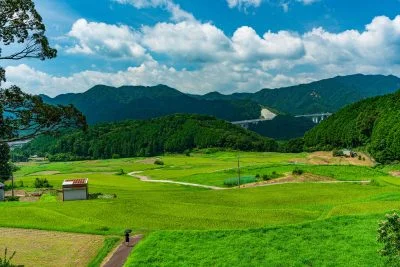 無料壁紙 黄金に色づく棚田。PCとデスクトップ壁紙に最適な4K高画質の無料壁紙。三重県亀山市の坂本の棚田で撮影したフリー写真素材