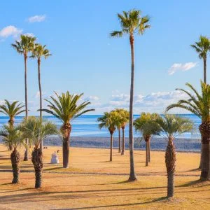 無料壁紙 ヤシの木が広がる公園。PCとデスクトップ壁紙に最適な4K高画質の無料壁紙。三重県御浜町の七里御浜ふれあいビーチで撮影したフリー写真素材