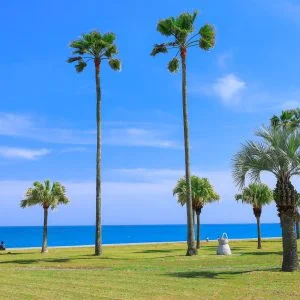 無料壁紙 立派なヤシの木が広がるビーチ。PCとデスクトップ壁紙に最適な4K高画質の無料壁紙。三重県御浜町の七里御浜ふれあいビーチで撮影したフリー写真素材