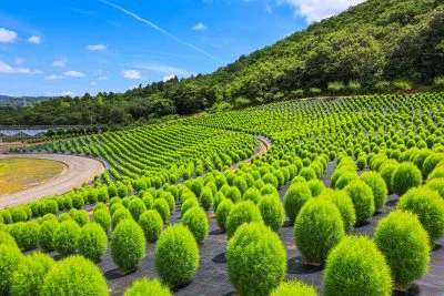 無料壁紙 三重県下最大級のコキア。PCとデスクトップ壁紙に最適な4K高画質の無料壁紙。三重県志摩市の志摩市観光農園で撮影したフリー写真素材