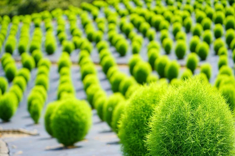 無料壁紙 モコモコのコキア。PCとデスクトップ壁紙に最適な4K高画質の無料壁紙。三重県志摩市の志摩市観光農園で撮影したフリー写真素材