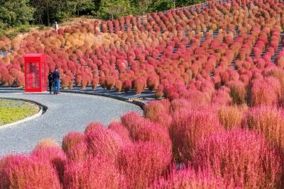 無料壁紙 真っ赤なコキアと電話ボックス。PCとデスクトップ壁紙に最適な4K高画質の無料壁紙。三重県志摩市の志摩市観光農園で撮影したフリー写真素材