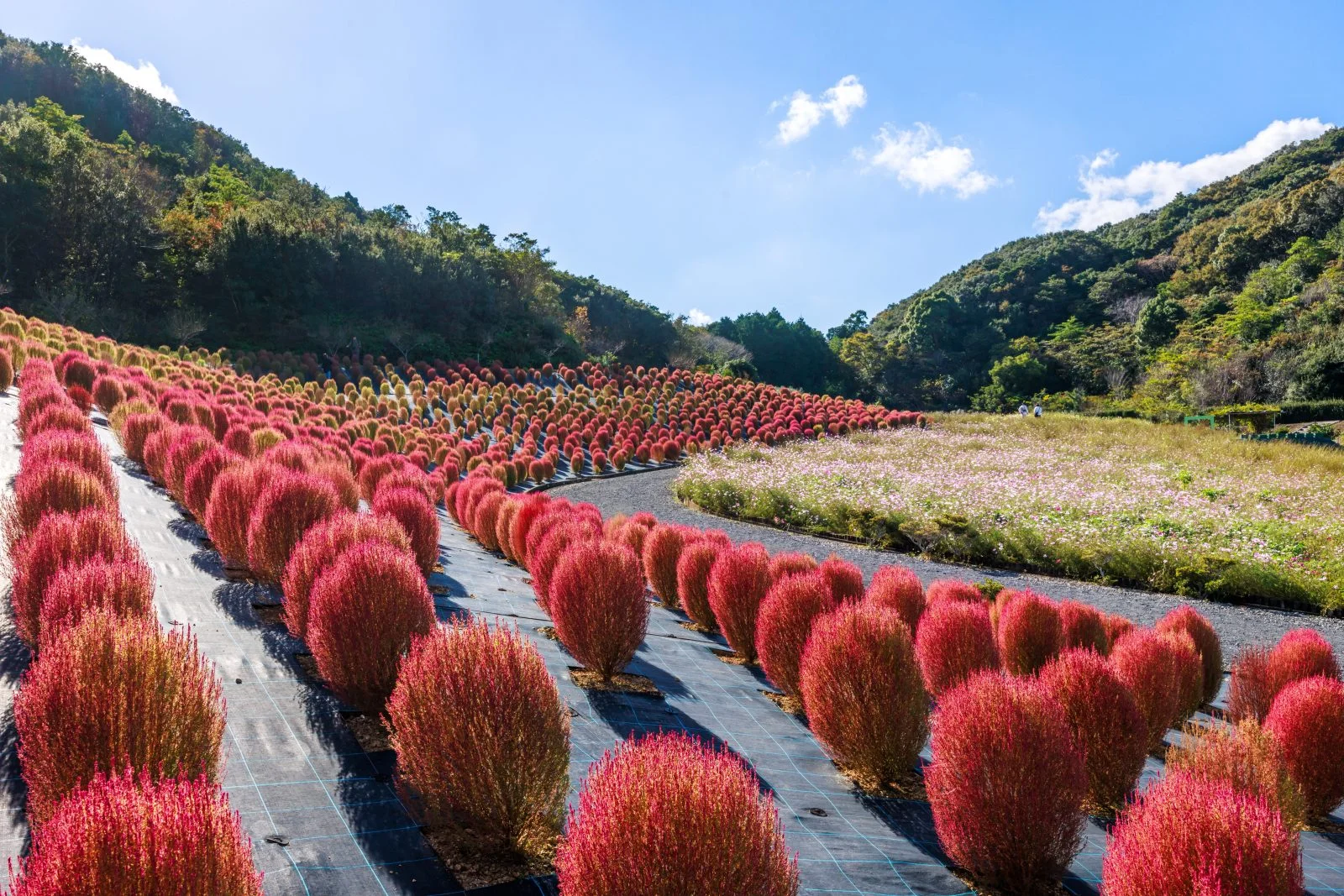 無料壁紙 コキアとコスモスの共演。PCとデスクトップ壁紙に最適な4K高画質の無料壁紙。三重県志摩市の志摩市観光農園で撮影したフリー写真素材