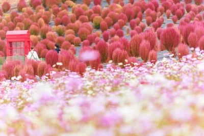 無料壁紙 電話ボックスとコキアとコスモス。PCとデスクトップ壁紙に最適な4K高画質の無料壁紙。三重県志摩市の志摩市観光農園で撮影したフリー写真素材