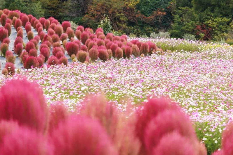 無料壁紙 コスモス畑とコキアと紅葉。PCとデスクトップ壁紙に最適な4K高画質の無料壁紙。三重県志摩市の志摩市観光農園で撮影したフリー写真素材