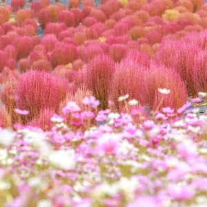 無料壁紙 無数のコキアとコスモス。PCとデスクトップ壁紙に最適な4K高画質の無料壁紙。三重県志摩市の志摩市観光農園で撮影したフリー写真素材