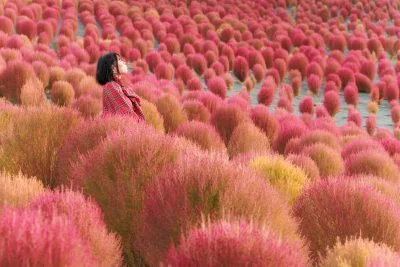 無料壁紙 5200ほんのコキアを眺める女性。PCとデスクトップ壁紙に最適な4K高画質の無料壁紙。三重県志摩市の志摩市観光農園で撮影したフリー写真素材