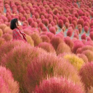 志摩市観光農園のフリー写真素材