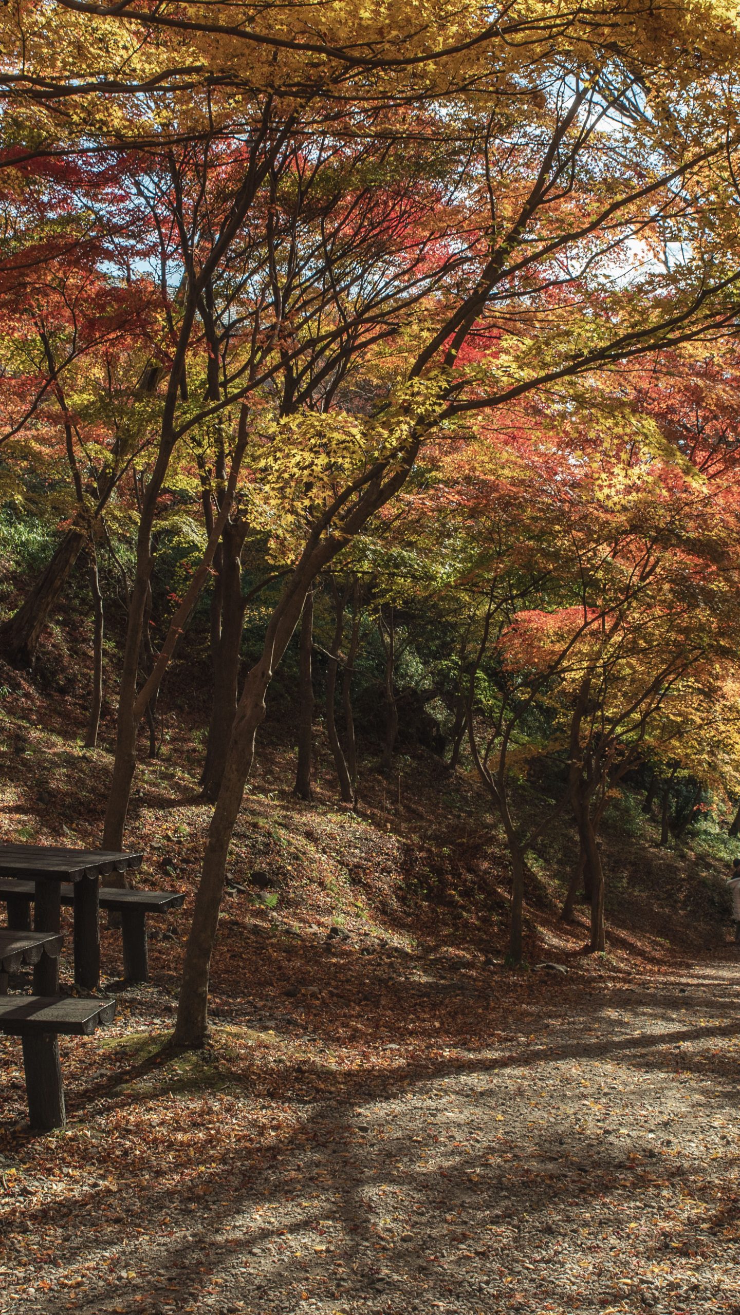 水沢もみじ谷の紅葉(三重県四日市市)
