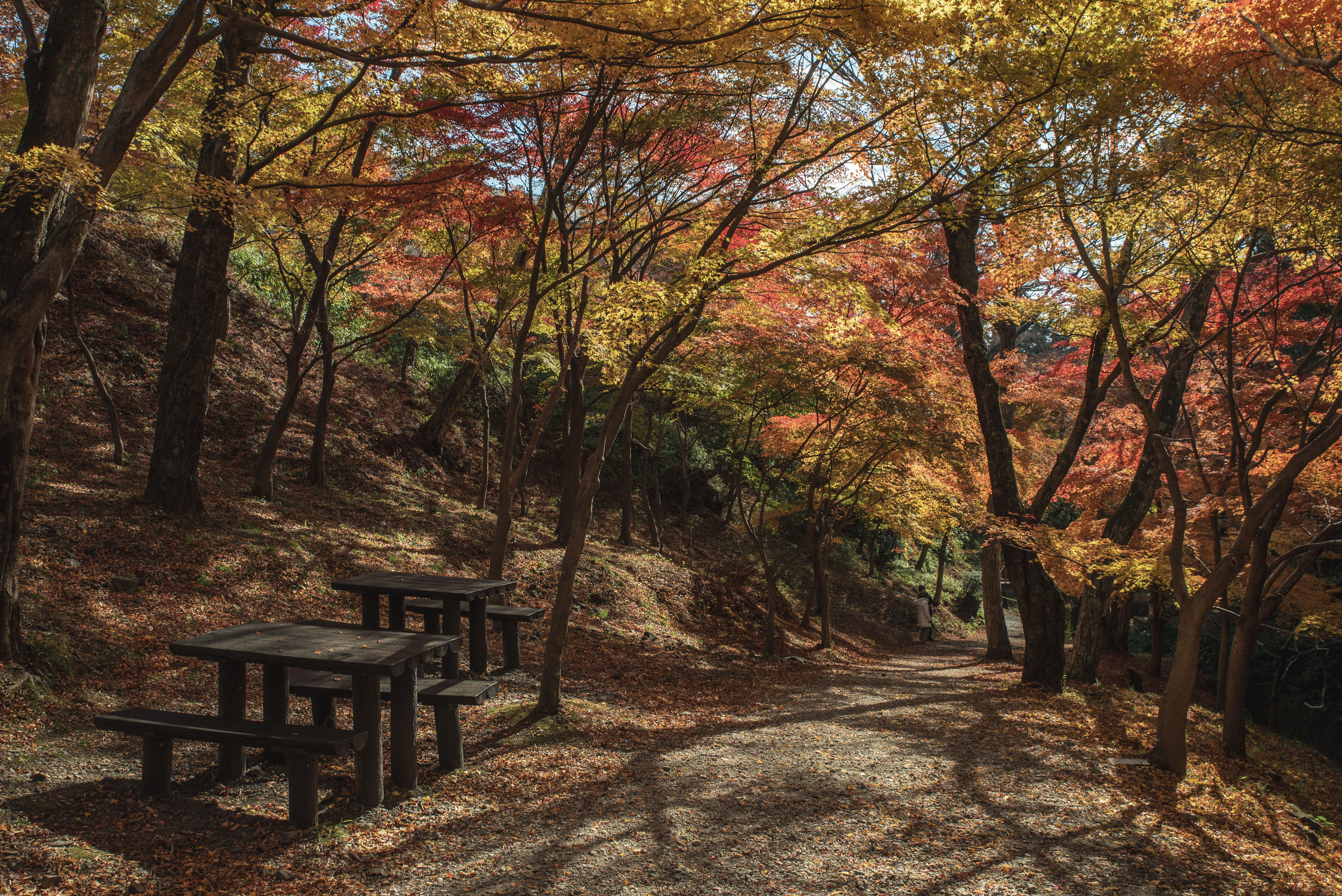 無料壁紙 水沢もみじ谷の紅葉。PCとデスクトップ壁紙に最適な4K高画質の無料壁紙。三重県四日市市の水沢もみじ谷で撮影したフリー写真素材
