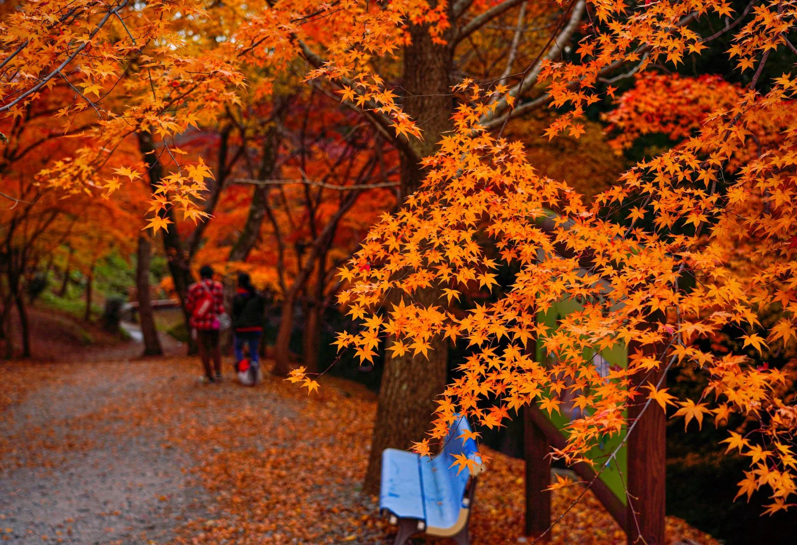 無料壁紙 水沢もみじ谷の入り口付近。PCとデスクトップ壁紙に最適な4K高画質の無料壁紙。三重県四日市市の水沢もみじ谷で撮影したフリー写真素材