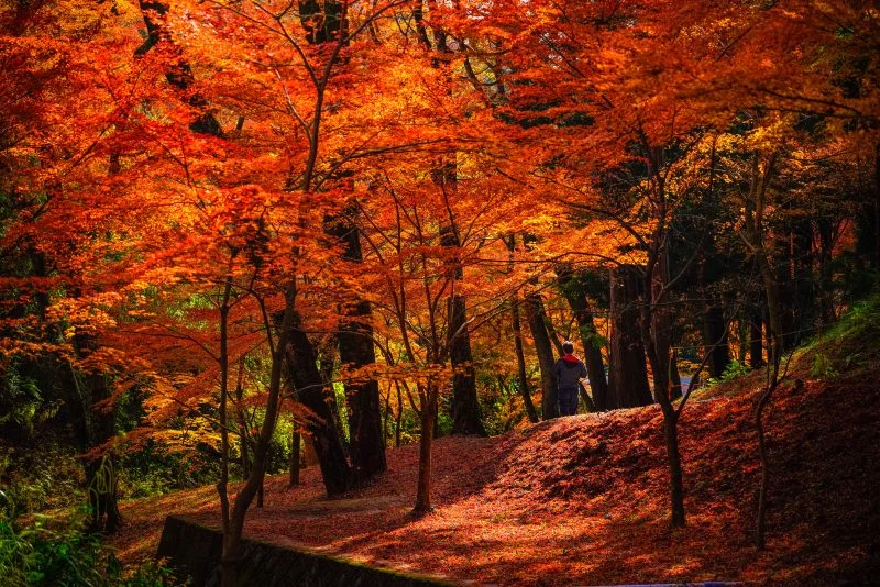 無料壁紙 谷底の赤い紅葉。PCとデスクトップ壁紙に最適な4K高画質の無料壁紙。三重県四日市市の水沢もみじ谷で撮影したフリー写真素材