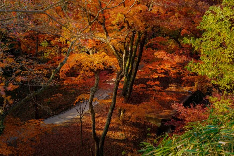 無料壁紙 谷底の紅葉。PCとデスクトップ壁紙に最適な4K高画質の無料壁紙。三重県四日市市の水沢もみじ谷で撮影したフリー写真素材