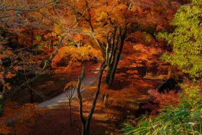 無料壁紙 谷底の紅葉。PCとデスクトップ壁紙に最適な4K高画質の無料壁紙。三重県四日市市の水沢もみじ谷で撮影したフリー写真素材