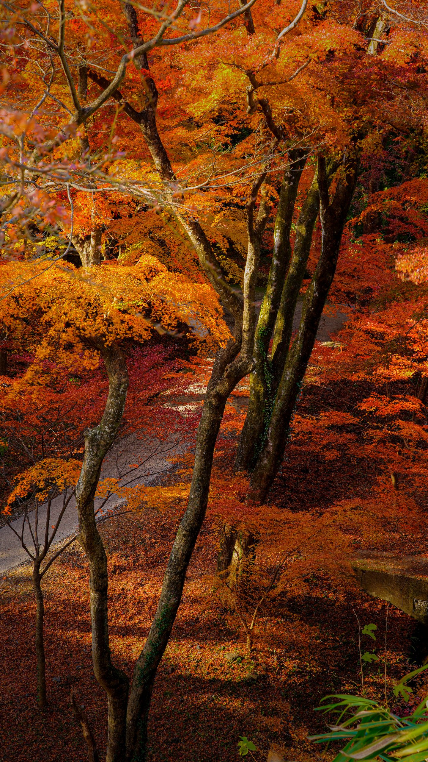 谷底の紅葉(三重県四日市市・水沢もみじ谷)