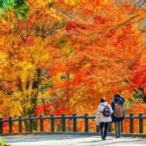 水沢もみじ谷のフリー素材・壁紙