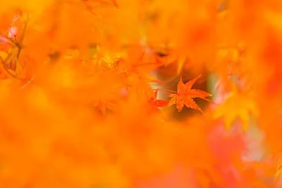 無料壁紙 小さい秋見つけた。PCとデスクトップ壁紙に最適な4K高画質の無料壁紙。三重県四日市市の水沢もみじ谷で撮影したフリー写真素材