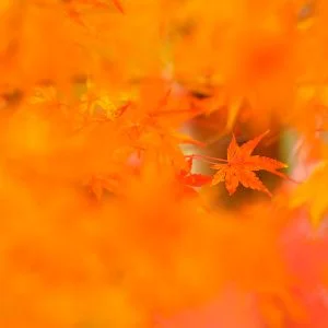 無料壁紙 小さい秋見つけた。PCとデスクトップ壁紙に最適な4K高画質の無料壁紙。三重県四日市市の水沢もみじ谷で撮影したフリー写真素材