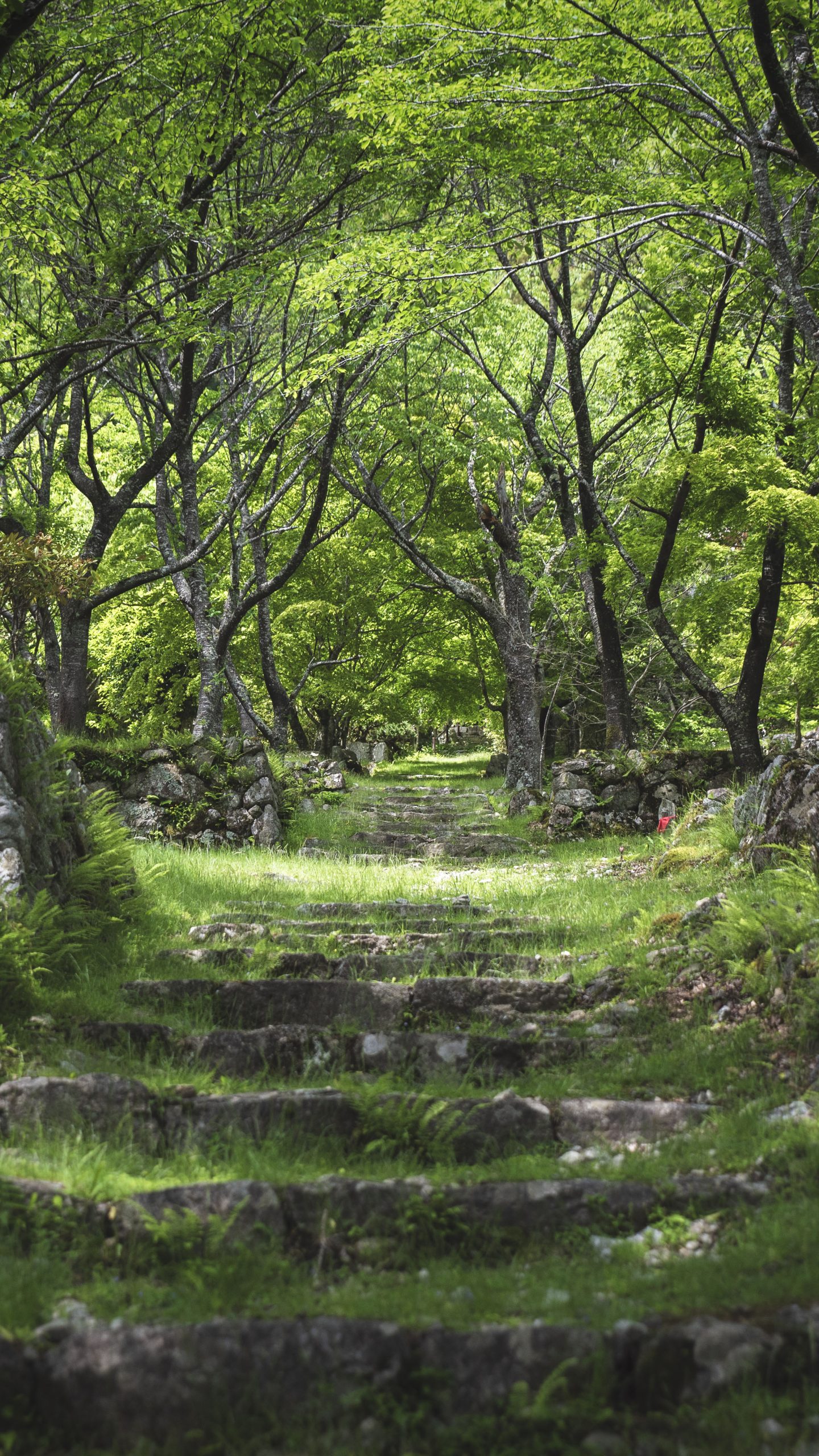 泰運寺の新緑2(三重県松阪市・天開山泰運寺)