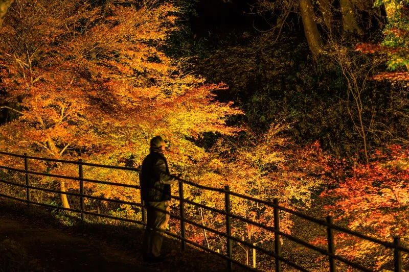 無料壁紙 真っ赤な紅葉ライトアップを眺める人。PCとデスクトップ壁紙に最適な4K高画質の無料壁紙。三重県玉城町の田丸城跡で撮影したフリー写真素材