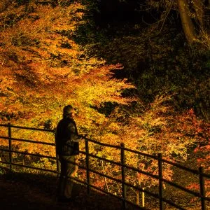 無料壁紙 真っ赤な紅葉ライトアップを眺める人。PCとデスクトップ壁紙に最適な4K高画質の無料壁紙。三重県玉城町の田丸城跡で撮影したフリー写真素材