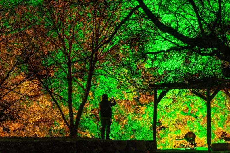 無料壁紙 緑とオレンジにライトアップされた紅葉。PCとデスクトップ壁紙に最適な4K高画質の無料壁紙。三重県玉城町の田丸城跡で撮影したフリー写真素材