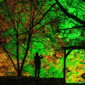 無料壁紙 緑とオレンジにライトアップされた紅葉。PCとデスクトップ壁紙に最適な4K高画質の無料壁紙。三重県玉城町の田丸城跡で撮影したフリー写真素材