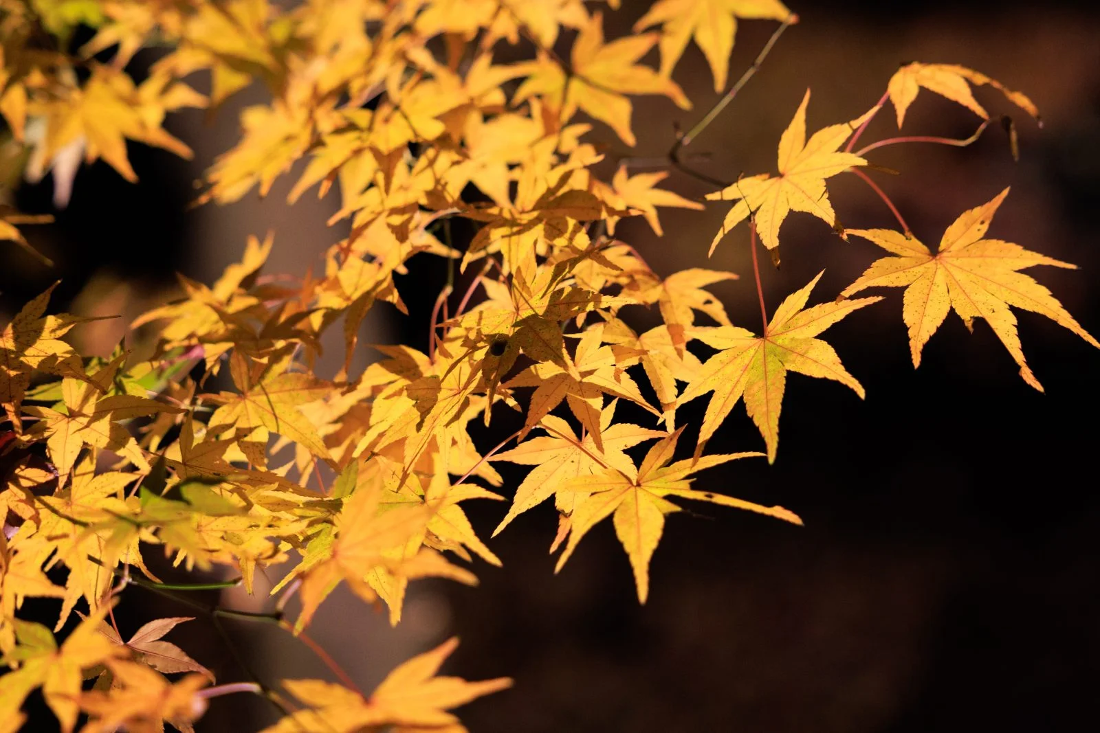 無料壁紙 ライトアップされた紅葉。PCとデスクトップ壁紙に最適な4K高画質の無料壁紙。三重県玉城町の田丸城跡で撮影したフリー写真素材