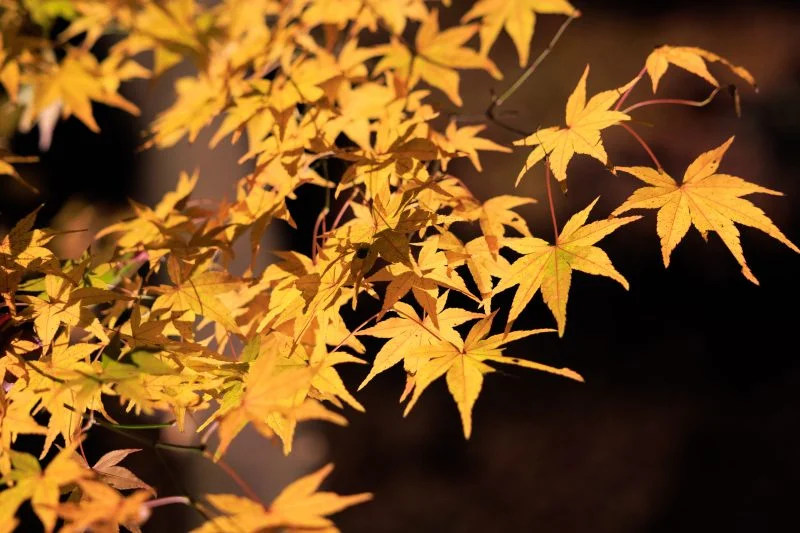 無料壁紙 ライトアップされた紅葉。PCとデスクトップ壁紙に最適な4K高画質の無料壁紙。三重県玉城町の田丸城跡で撮影したフリー写真素材