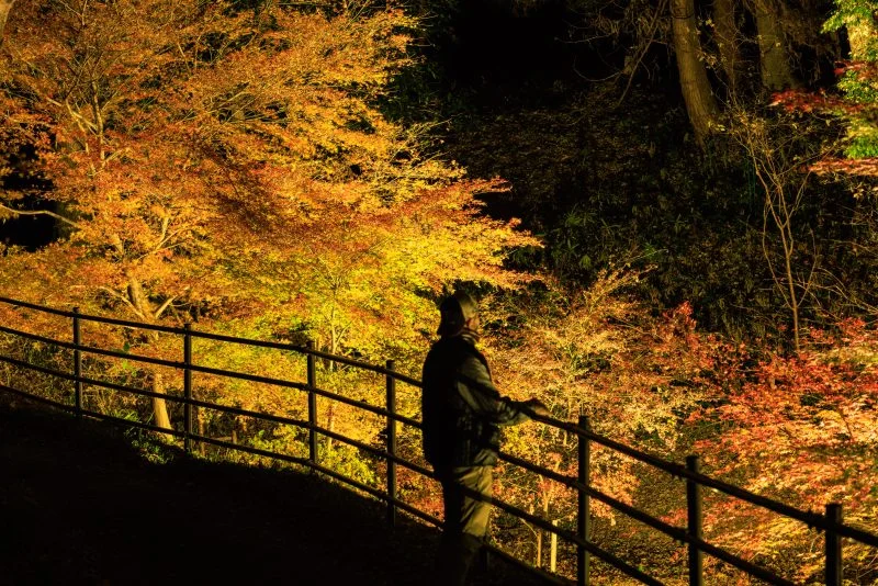 無料壁紙 紅葉ライトアップに包まれる通路。PCとデスクトップ壁紙に最適な4K高画質の無料壁紙。三重県玉城町の田丸城跡で撮影したフリー写真素材