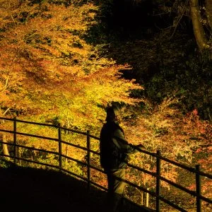 無料壁紙 紅葉ライトアップに包まれる通路。PCとデスクトップ壁紙に最適な4K高画質の無料壁紙。三重県玉城町の田丸城跡で撮影したフリー写真素材