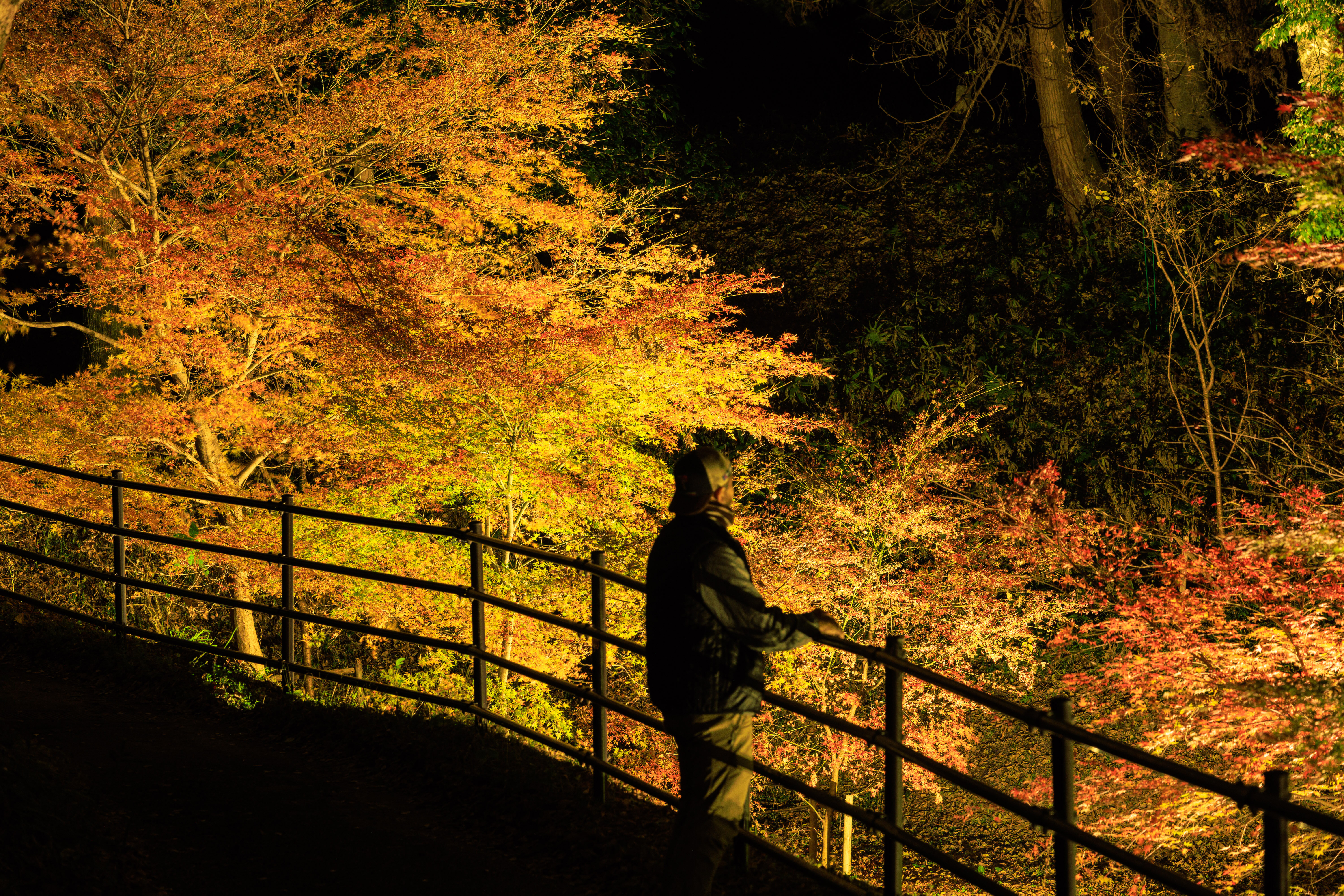無料壁紙 紅葉ライトアップに包まれる通路。PCとデスクトップ壁紙に最適な4K高画質の無料壁紙。三重県玉城町の田丸城跡で撮影したフリー写真素材