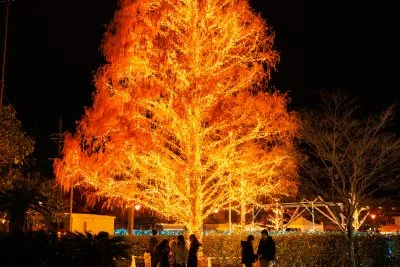 無料壁紙 燃えるように輝くクリスマスツリー。PCとデスクトップ壁紙に最適な4K高画質の無料壁紙。三重県松阪市の鈴の森公園で撮影したフリー写真素材