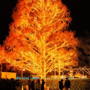 無料壁紙 燃えるように輝くクリスマスツリー。PCとデスクトップ壁紙に最適な4K高画質の無料壁紙。三重県松阪市の鈴の森公園で撮影したフリー写真素材