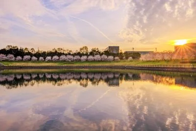 無料壁紙 調整池の桜リフレクション。PCとデスクトップ壁紙に最適な4K高画質の無料壁紙。三重県津市の中勢グリーンパークで撮影したフリー写真素材