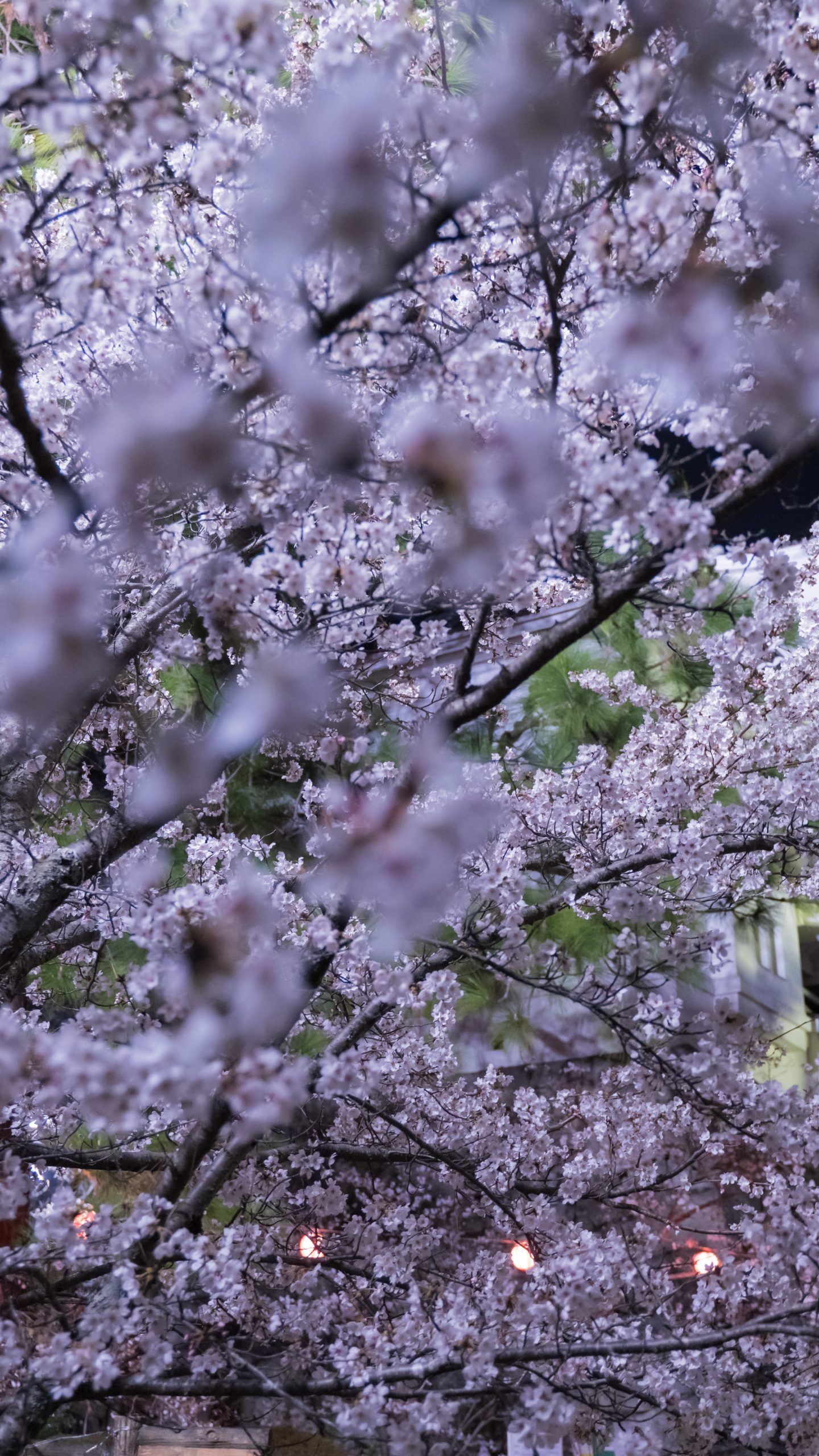 無料壁紙 夜桜に包まれて。PCとデスクトップ壁紙に最適な4K高画質の無料壁紙。三重県伊賀市の伊賀上野城で撮影したフリー写真素材