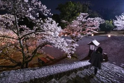 無料壁紙 お堀の階段と夜桜。PCとデスクトップ壁紙に最適な4K高画質の無料壁紙。三重県伊賀市の伊賀上野城で撮影したフリー写真素材