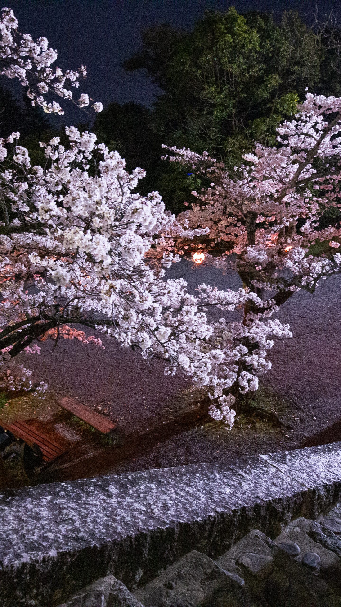 お堀の階段と夜桜(三重県伊賀市・伊賀上野城)