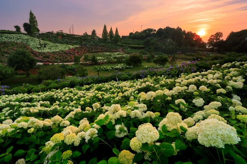 無料壁紙 夕陽と津ウェーブ。PCとデスクトップ壁紙に最適な4K高画質の無料壁紙。三重県津市のかざはやの里で撮影したフリー写真素材