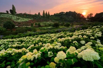 無料壁紙 夕陽と津ウェーブ。PCとデスクトップ壁紙に最適な4K高画質の無料壁紙。三重県津市のかざはやの里で撮影したフリー写真素材