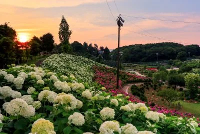 無料壁紙 夕日と恋のウェーブ。PCとデスクトップ壁紙に最適な4K高画質の無料壁紙。三重県津市のかざはやの里で撮影したフリー写真素材