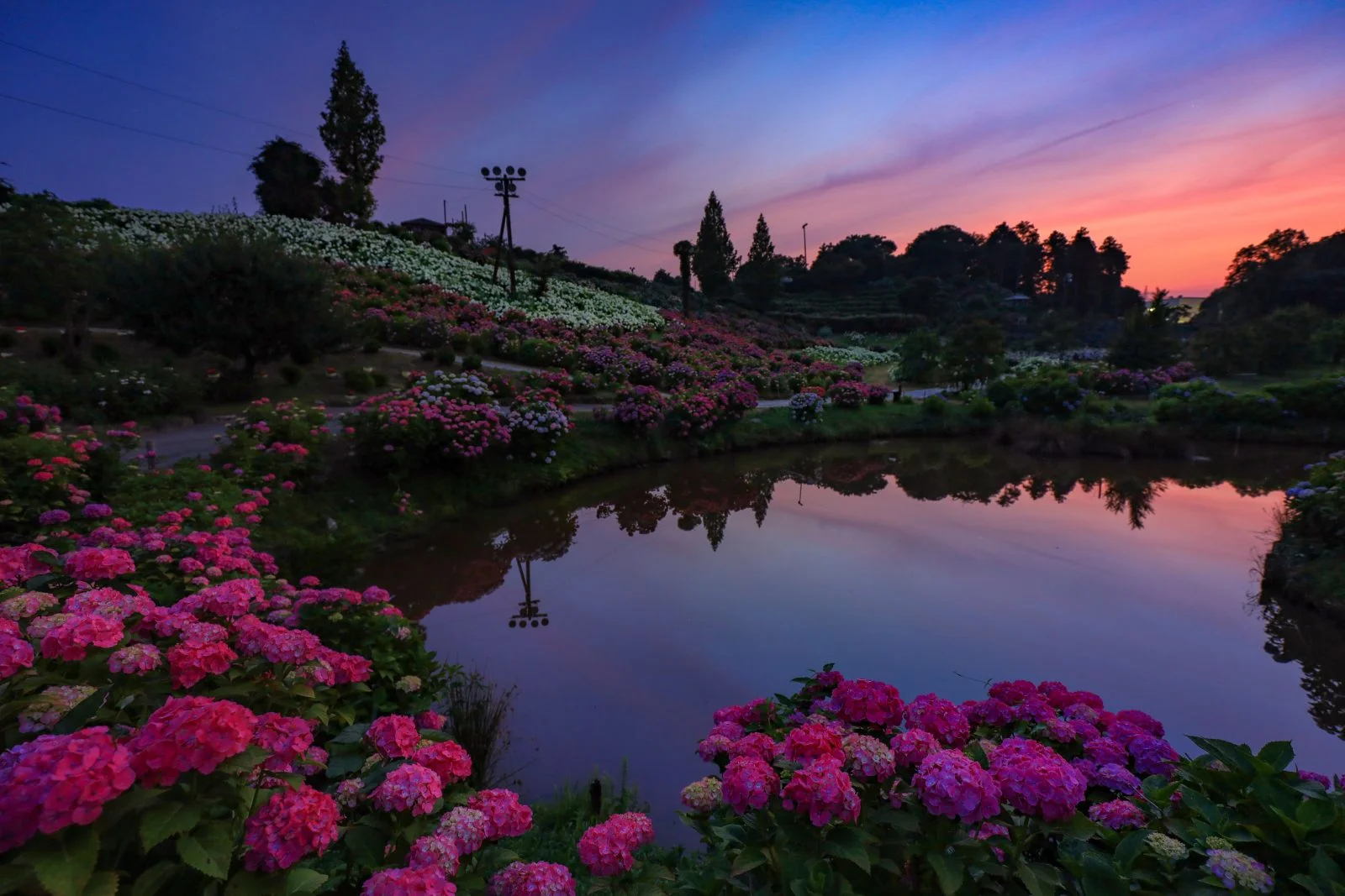 無料壁紙 紫陽花ナイト。PCとデスクトップ壁紙に最適な4K高画質の無料壁紙。三重県津市のかざはやの里で撮影したフリー写真素材