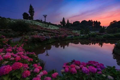 無料壁紙 紫陽花ナイト。PCとデスクトップ壁紙に最適な4K高画質の無料壁紙。三重県津市のかざはやの里で撮影したフリー写真素材