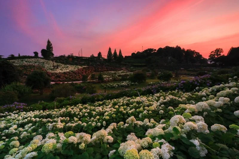 無料壁紙 アナベルと夕焼け。PCとデスクトップ壁紙に最適な4K高画質の無料壁紙。三重県津市のかざはやの里で撮影したフリー写真素材