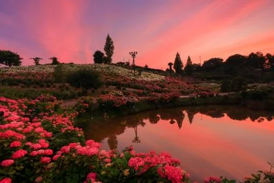 無料壁紙 焼けすぎ笑。PCとデスクトップ壁紙に最適な4K高画質の無料壁紙。三重県津市のかざはやの里で撮影したフリー写真素材