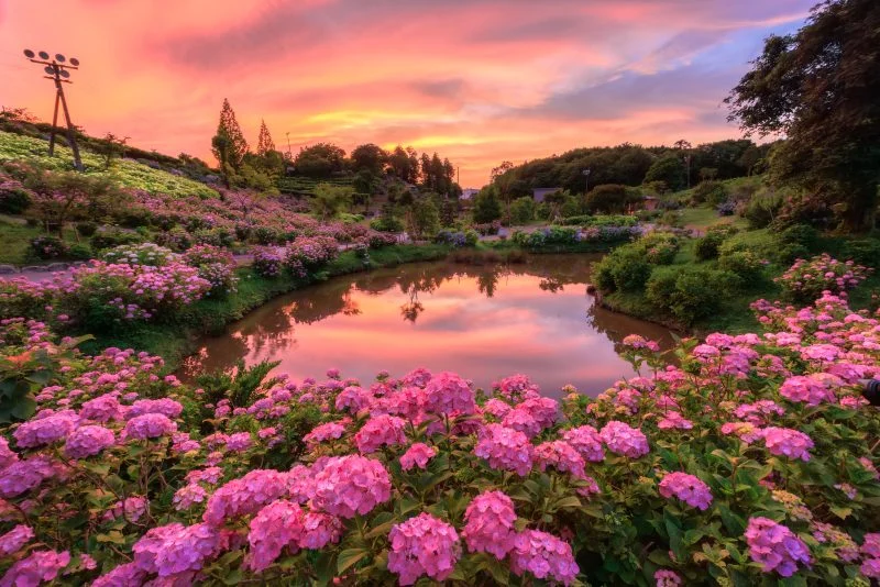 無料壁紙 紫陽花と夕焼けが映るハートの池。PCとデスクトップ壁紙に最適な4K高画質の無料壁紙。三重県津市のかざはやの里で撮影したフリー写真素材