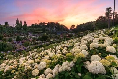 無料壁紙 夕焼けに包まる白い紫陽花。PCとデスクトップ壁紙に最適な4K高画質の無料壁紙。三重県津市のかざはやの里で撮影したフリー写真素材