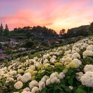 無料壁紙 夕焼けに包まる白い紫陽花。PCとデスクトップ壁紙に最適な4K高画質の無料壁紙。三重県津市のかざはやの里で撮影したフリー写真素材