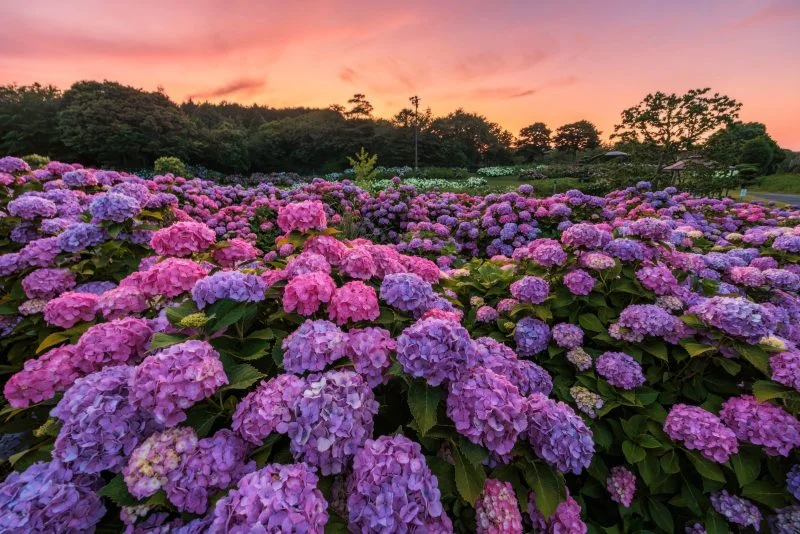 無料壁紙 紫陽花と夕焼けのハーモニー。PCとデスクトップ壁紙に最適な4K高画質の無料壁紙。三重県津市のかざはやの里で撮影したフリー写真素材